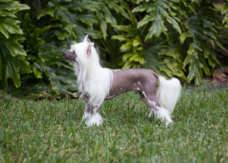 "Ada side photo on the grass"