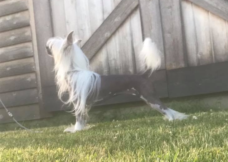 "Ada - Chinese Crested Dog"