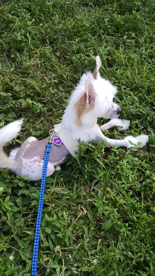"Curious Chinese Crested Puppy"