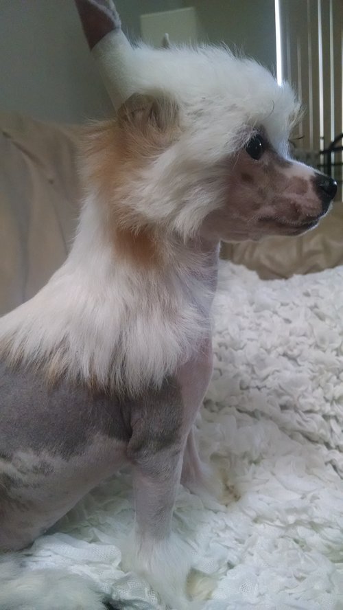 "Chinese Crested Grooming Side Profile"