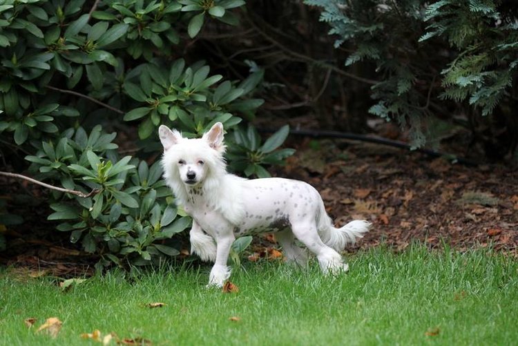 "Suzie Q at attention outside"